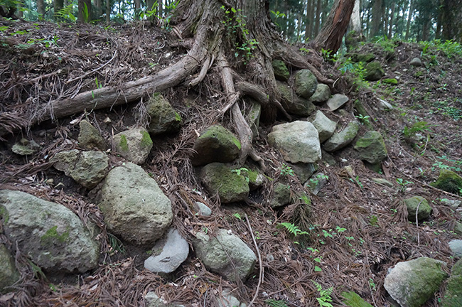 木の根と石垣